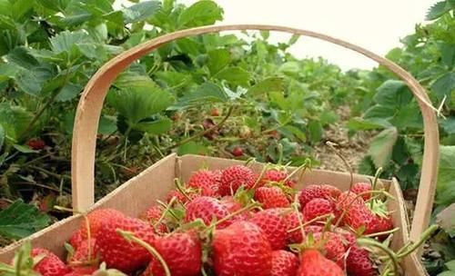  「哽咽」高档草莓没人摘、甘蔗2毛1斤卖不动，农民哽咽，卖不出
