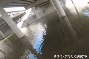 「阳光」桥下是个好地方,能挡住阳光,关键鱼情还不错,鱼个头还不小