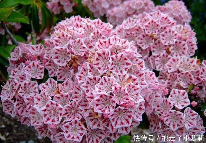  『别致』山月桂开花别致。天生丽质期望语
