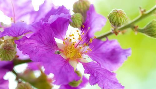 「难以」3种花很漂亮,让人难以抵抗,花朵硕大颜色鲜艳,一年四季都开花