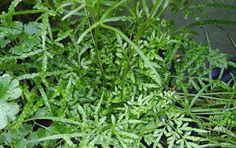  『养花常识』多星韭，百合科葱属植物， 鳞茎圆柱状，具稍粗的根。