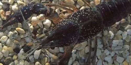 鳄雀鳝“有百害而无一利”，我国还有哪些外来水生物种？