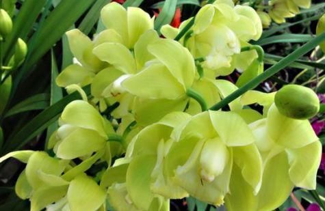 【家里】这几款花卉养在家里,花期长易打理,花色鲜艳,适合种在庭院观赏