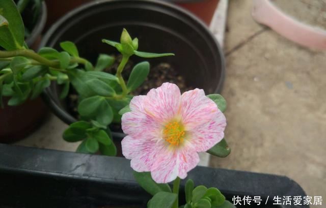  『绿萝』有“4种植物”，根系长得快，扦插一盆活一盆，回家不妨试一试