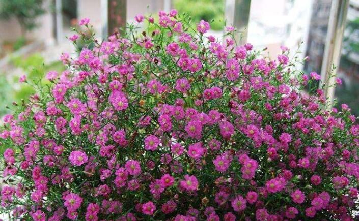  [漂亮]喜欢在家养花，就选这几种花，花色艳丽花量大，漂亮很好养