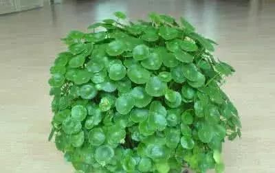  『窗台养护』不同的植物放不同窗台养殖，“分分钟”爆盆，看看你家植物适合放哪里？