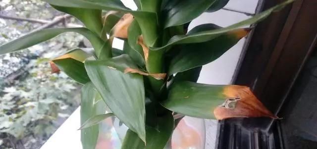  富贵竹@富贵竹黄叶子怎么办？保证这3点，不黄叶不烂根，治愈黄