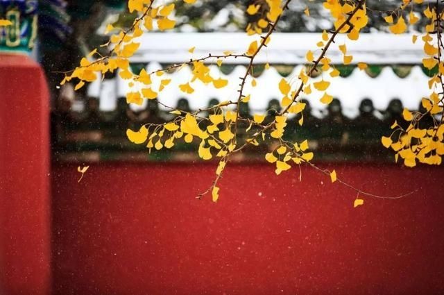 如何拍好银杏？看看大师级是如何拍摄的