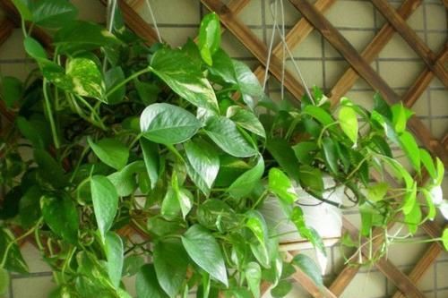  『用来』你丢掉的废物，我用来养花，盆土不板结，叶子肥的流油，花苞猛开