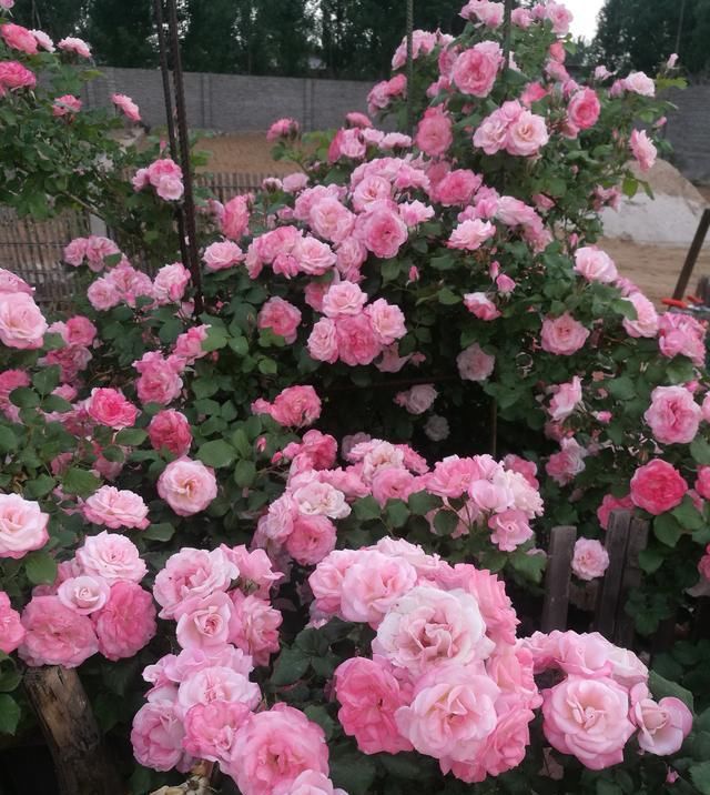 最快■长势最快的藤本月季,一年长成花墙,四季花开不断,盆栽也可以