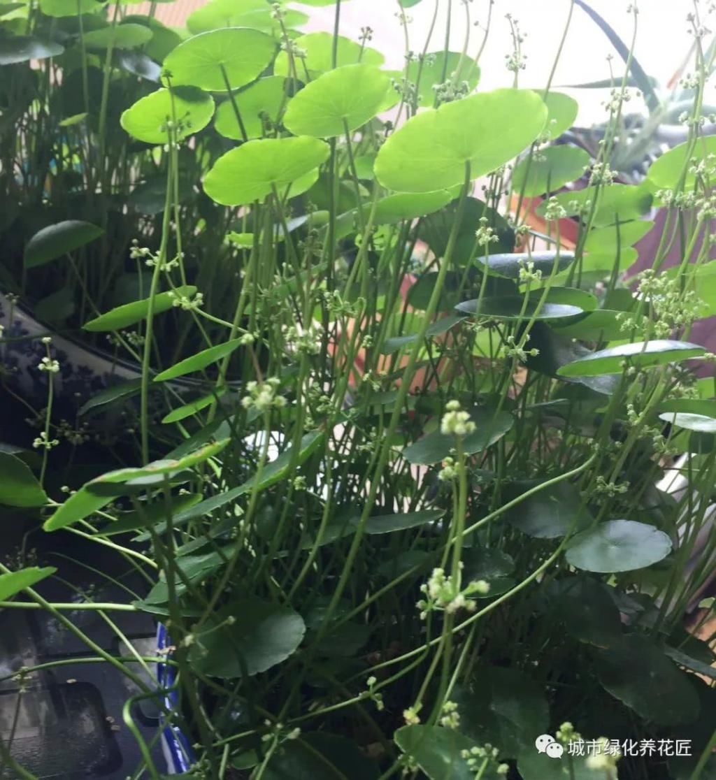  『观赏价值』铜钱草疯长倒伏还开花？理个小平头，半个月再次爆盆，叶比碗大