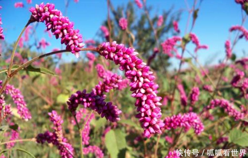  【水上漂】一种植物，猪牛不吃，农民却弄去“喂鱼”？网友：鱼