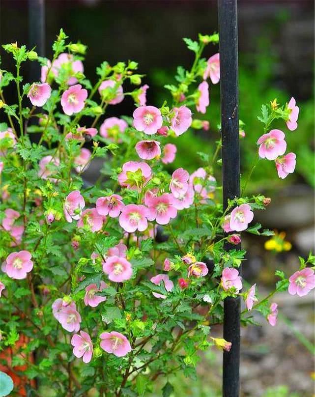  『花卉植物』立夏阶段“花怕热”，种上8种“耐夏花”，都比太阳花美、还好养