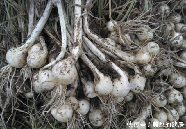  「植物」山坡下有1种“小根蒜”，别装不认识，如今1斤10元难买，珍贵！