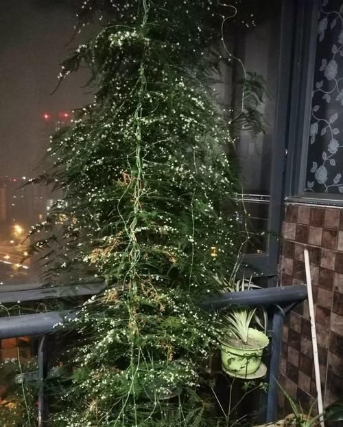  「地方养护」4种花在他们手里，个个长成巨无霸，到底喂了啥好东西！