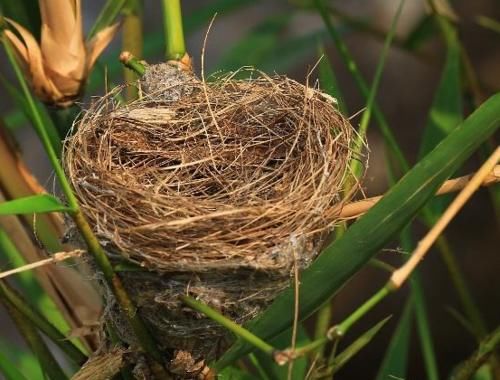 #雨淋#农村树上的鸟窝，为什么多数开口是朝上的，不怕雨淋吗？