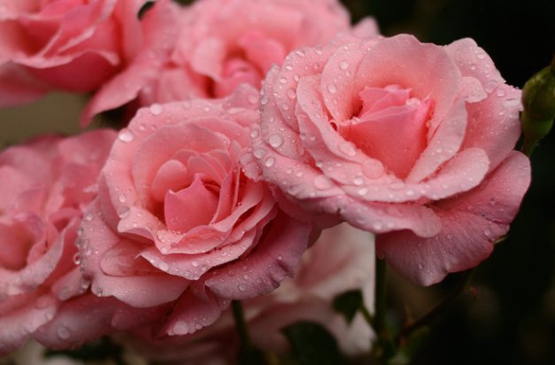  『扦插』这些花朵太美了，养在庭院，随便一扦插就能活，花色美，好打理