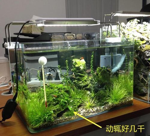  花钱买：鱼缸不用花钱买了，老爸裁开泡沫箱来养鱼，如同砖砌的，省钱好看