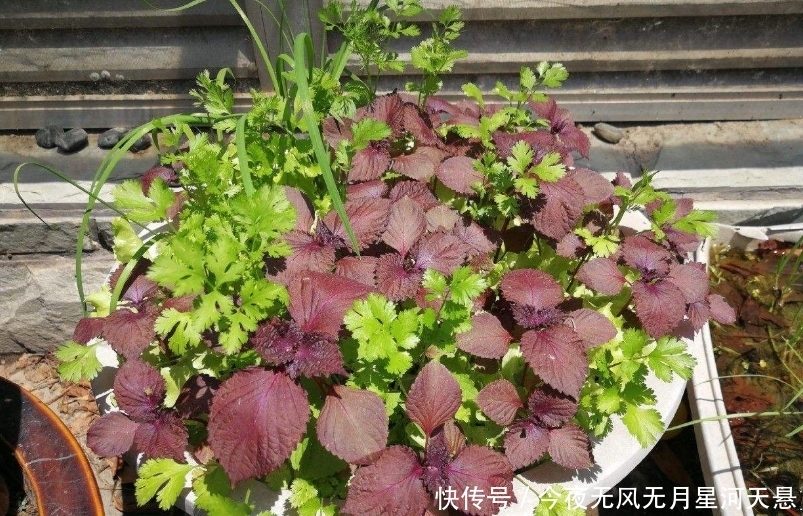 【实用价值】这种植物种在阳台上,不仅好看,而且还有很大的实用价值