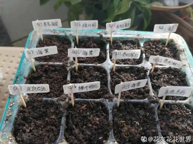  『照好的地方』4月养花，这6件事必须做，晚了再也不开花！
