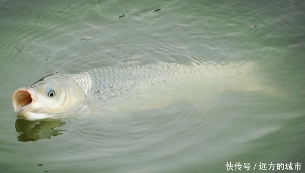  『进食』夏季钓草鱼，挂芦苇叶钓浮，钓组搭配要点，草鱼其实很好钓！
