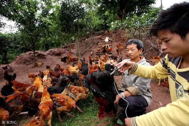 谁说养鸡不吃鸡肉的，这种谣言可信吗