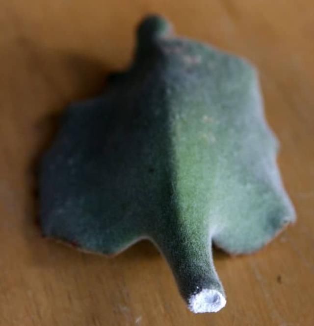 溶液：生根粉使用的几个方法，和生根溶液有啥区别，什么东西可代替它们