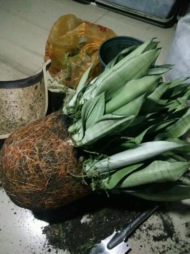  『分盆』春天这4种花最爱“下崽子”，一盆变十盆，赚翻了！