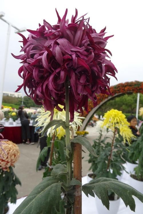 『寓意』喜欢菊花,就养盆“祝寿菊花 ”国华永寿菊,花型饱满,寓意好