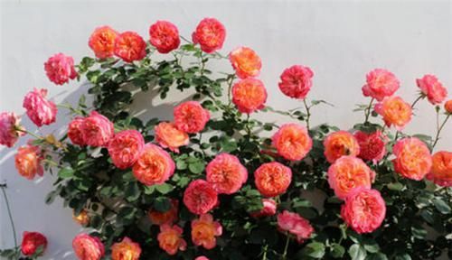  「月季」阳台怎么种植藤本月季，选择对了一样可以！