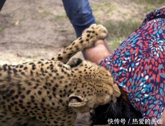 女子被豹子扑到,以为丈夫会来救她,结果抬头一