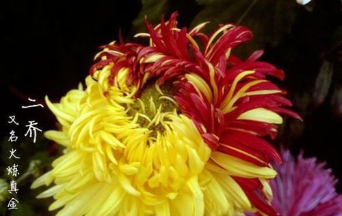  『开爆』阳台养此款花卉，花开美观又大气，花色鲜艳花期长，轻松开爆盆