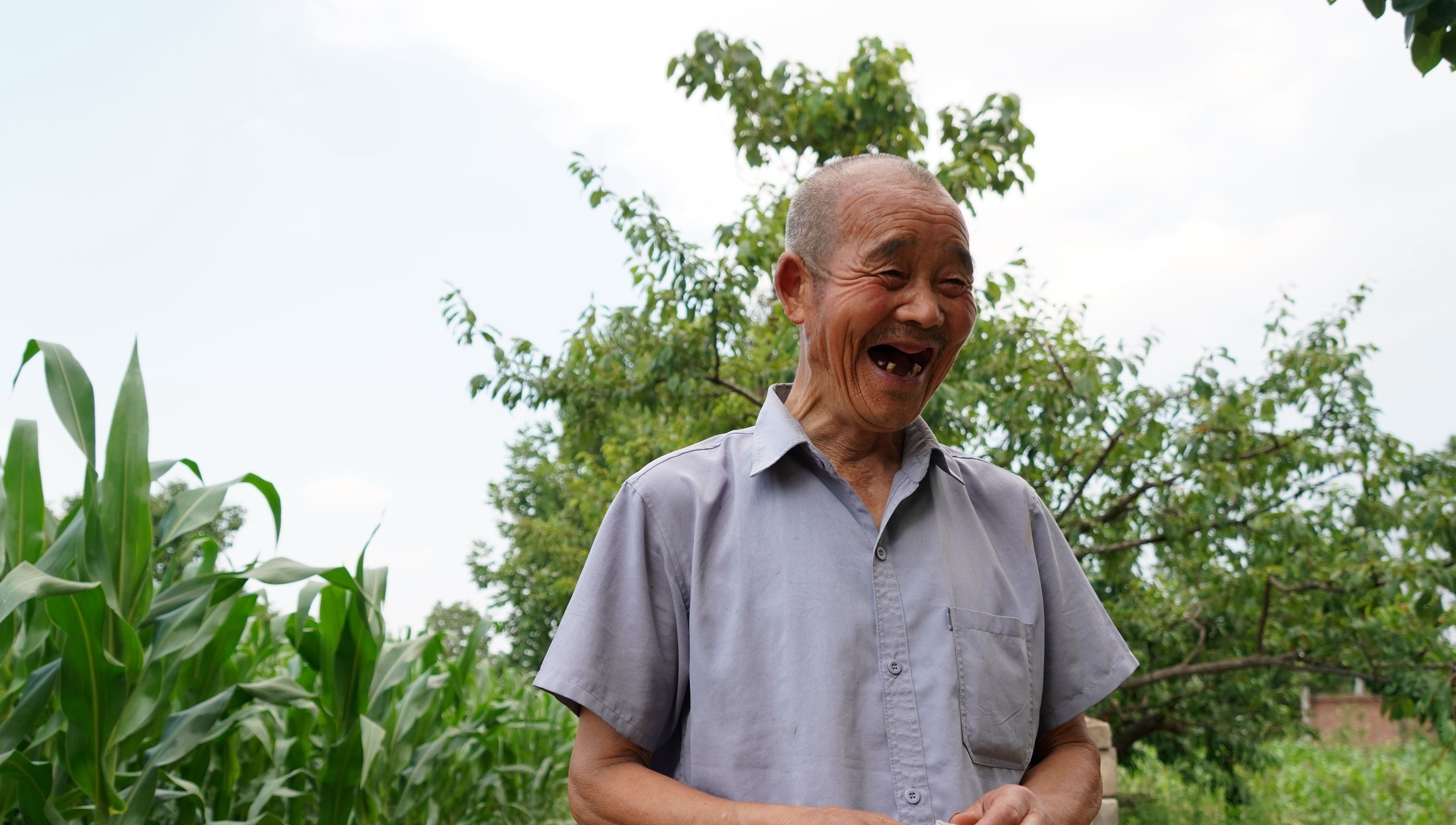 76岁农民大爷家发现野生杏树，三伏天成熟，果实很诱人