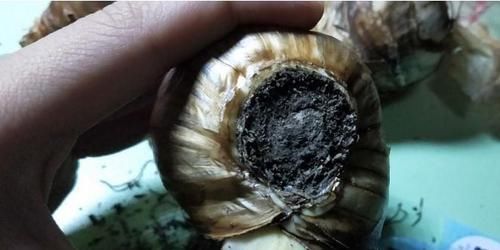 『提高』种植洋水仙前种球的处理,学一学,就能提高开花率!