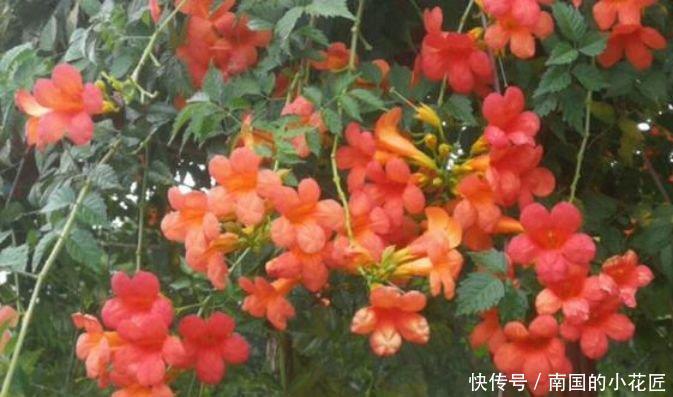  「凌霄花」4种花很漂亮，好养易活能爆盆，花大色艳很漂亮，谁养谁爱