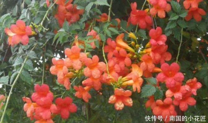 「凌霄花」4种花很漂亮,好养易活能爆盆,花大色艳很漂亮,谁养谁爱
