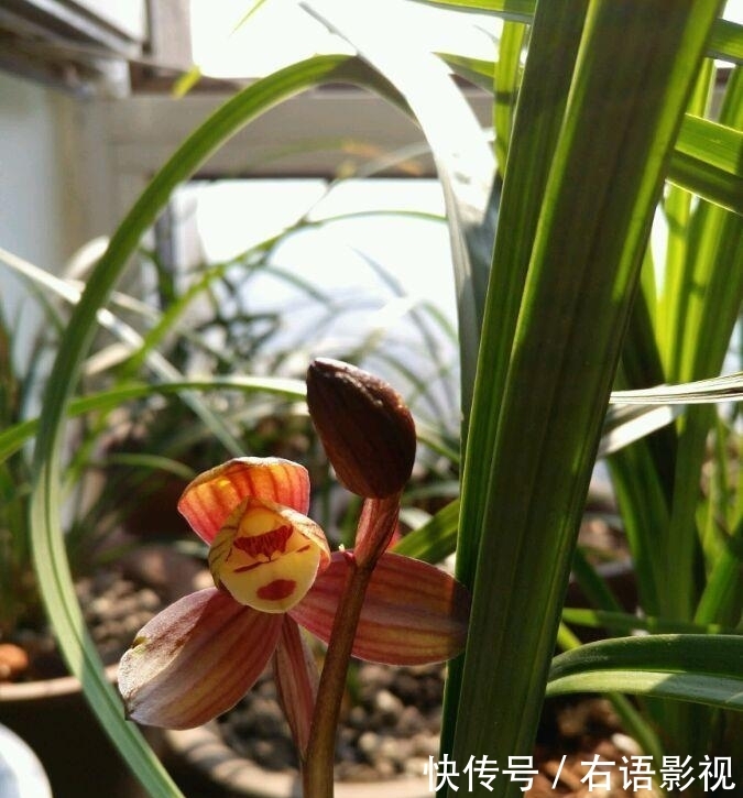 #家里#此花人称“朵朵香”,养护简单爱开花,家里放一盆,满屋花香飘!