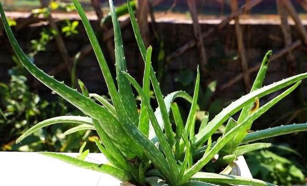  #小花#夏天花都焉了？就养这4款小花，耐晒好养活，开花柔雅惹人爱