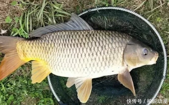 钓法|双钩钓法中,上钩中鱼和下钩中鱼的区别有哪些?是灵、还是顿?