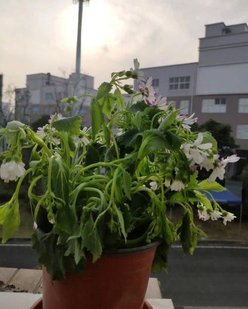  『养花』别人养花爆盆，你总是把花整死，养花有“5忌”，恭喜你全中