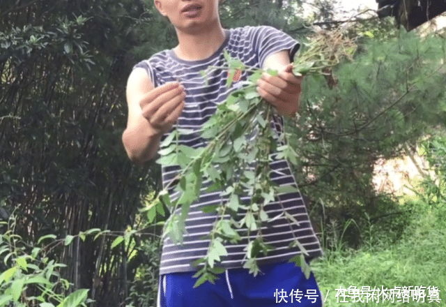  皮肤|农村路边一种野草，广西人用它治一切皮肤湿毒，脚癣泡一泡