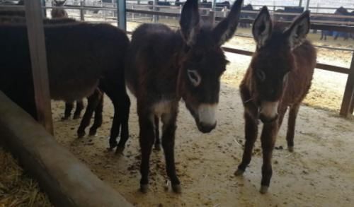  农村@一头驴值上万块钱，效益比猪还好，为何农村没人“养驴致富