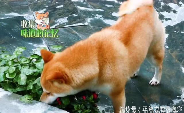  陌生■观三季《向往的生活》房子越来越大，人越来越陌生，留下太多遗憾