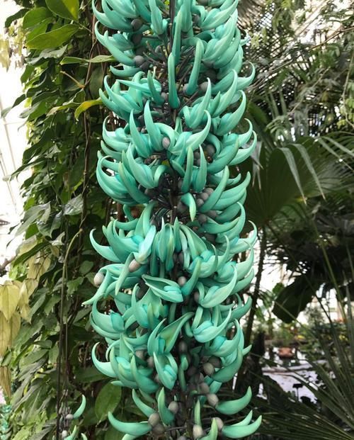  『极其』花苞呈蓝绿色的翡翠葛，如同碧玉般的花瓣，极其迷人，很少人看过