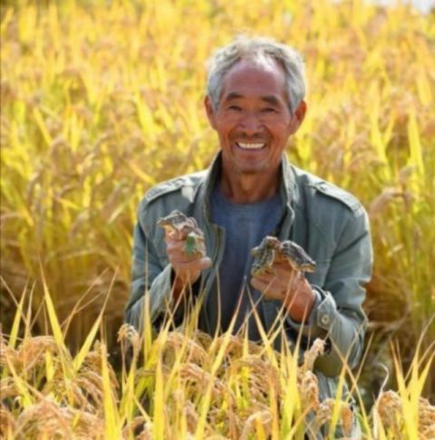  「成了」10万亩沼泽地变成米粮川，黄河岸边这片“不毛之地”成