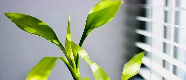  工作就|怎样把富贵竹养成多头老桩？注意2点，6个月左右达到目的！