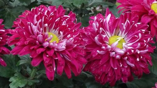  「珍品」喜欢菊花，就养盆“珍品名菊”苍海狂龙，似狂龙出海，光芒四射