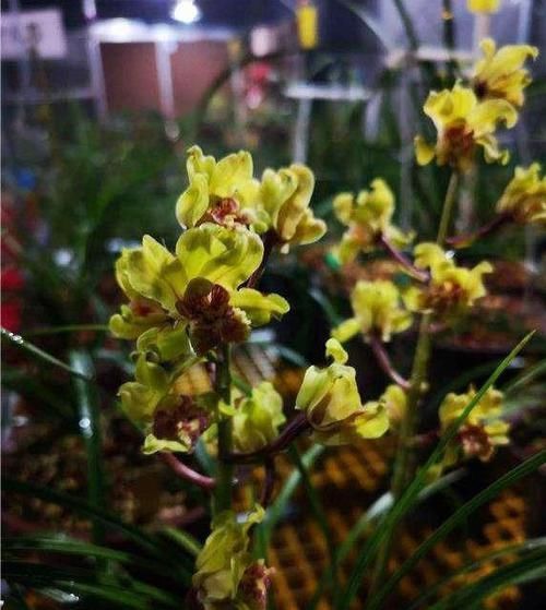  『值得』此兰寓意吉祥，花量最大，花色高贵无比，香气浓烈，最值得入手