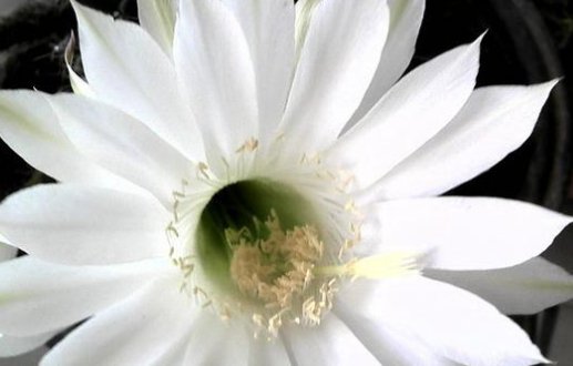  [盆栽]盆栽仙人掌不开花?照这个简单方法养,花大色艳压断枝!