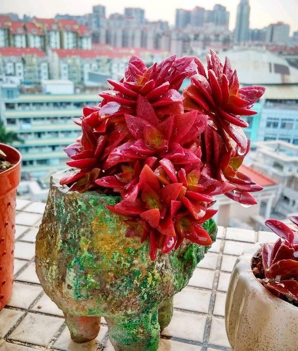 「水里」生活中的小药片,碾碎了丢在水里,用药片水浇花,不黄叶不烂根